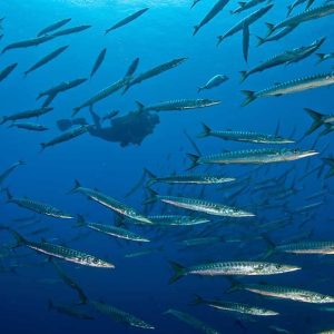 Excursiones de Buceo para Buceadores con Certificación