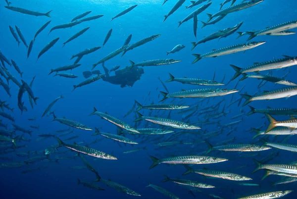 Excursiones de Buceo para Buceadores con Certificación