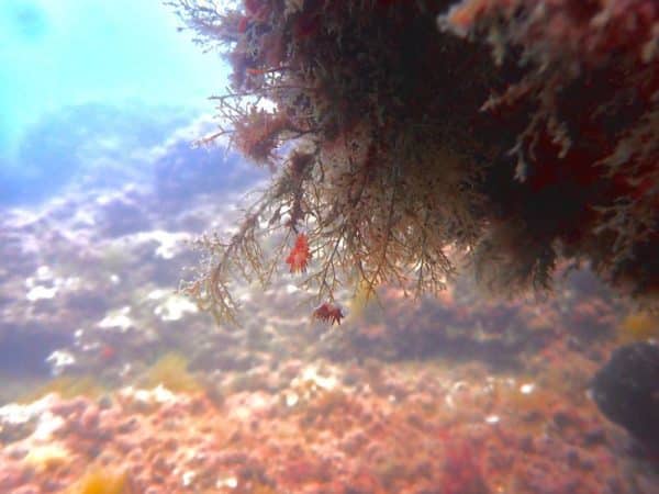 corales-de-mallorca