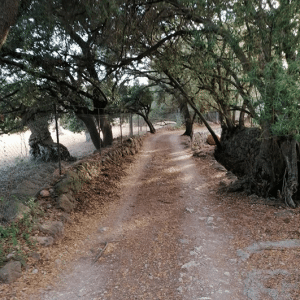 Ruta Camí de s'Escolta