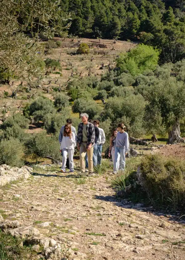 EXPERIENCIA PICNIC MALLORQUÍN ENTRE OLIVOS - Imagen 4
