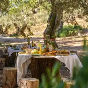 EXPERIENCIA PICNIC MALLORQUÍN ENTRE OLIVOS